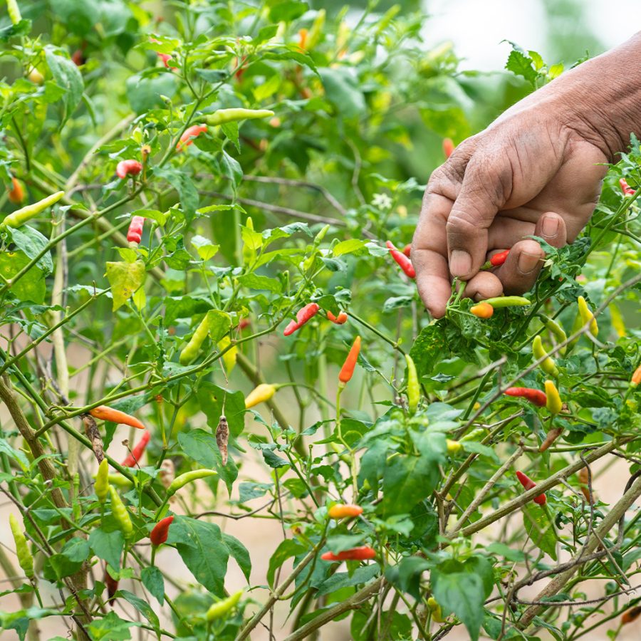 produce_0001_hand-picking-chili-from-garden