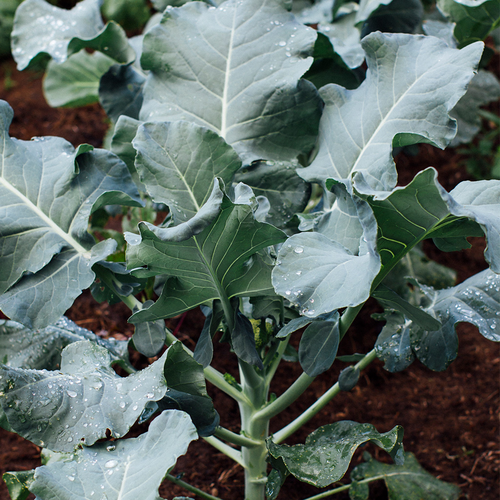 produce_0000_high-angle-view-vegetables-field