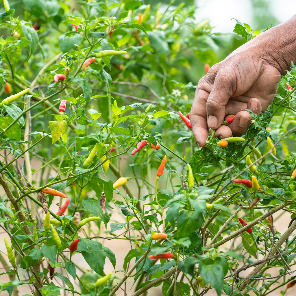 produce_0001_hand-picking-chili-from-garden